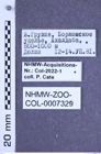 Etiketten zu Agriotes bogatschevi (NHMW-ZOO-COL-0007329)